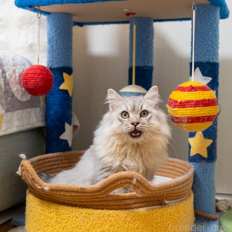 販売中の大阪府のサイベリアン-124718の9枚目