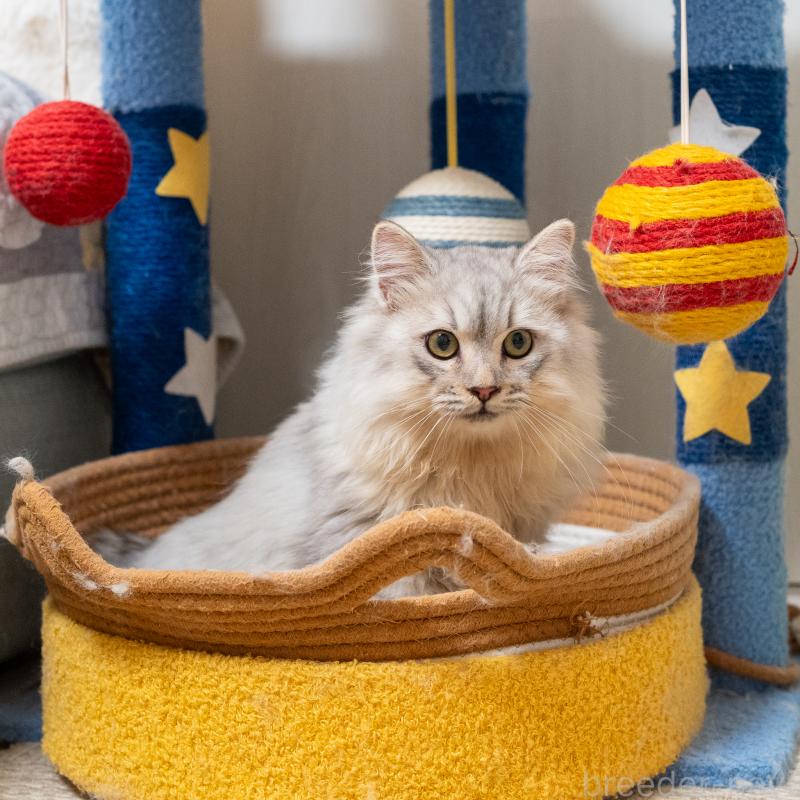 販売中の大阪府のサイベリアン-124718の8枚目