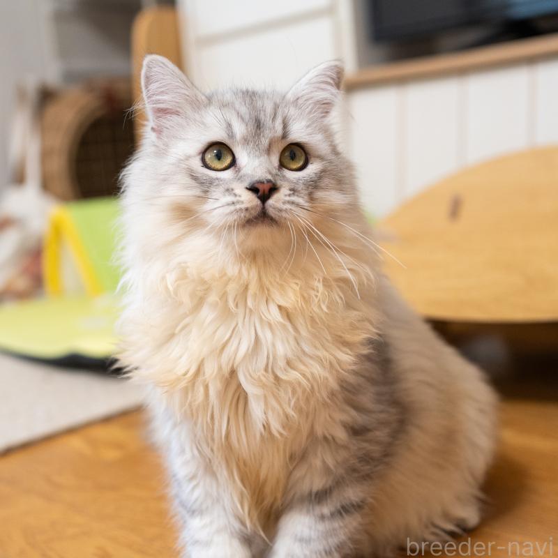 販売中の大阪府のサイベリアン-124718の7枚目