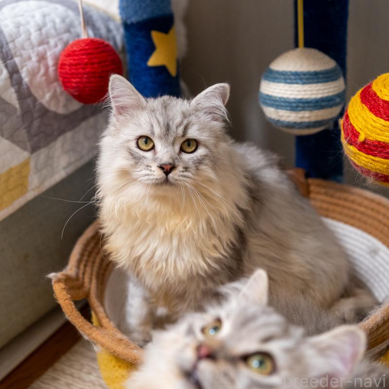 販売中の大阪府のサイベリアン-124718の6枚目