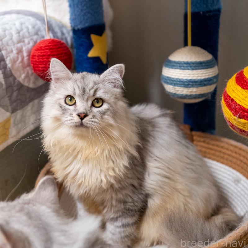 販売中の大阪府のサイベリアン-124718の5枚目