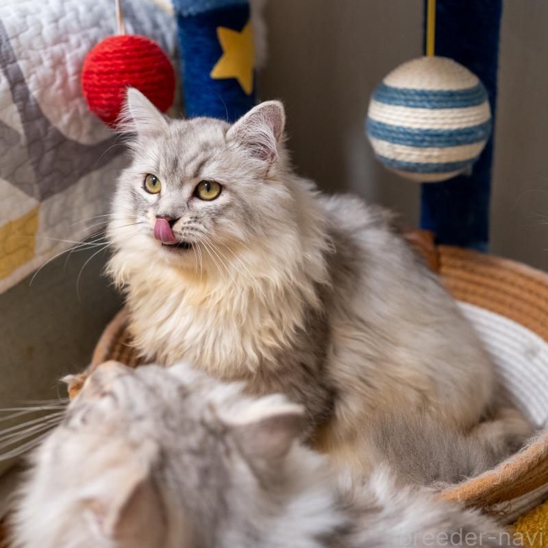 販売中の大阪府のサイベリアン-124718の4枚目