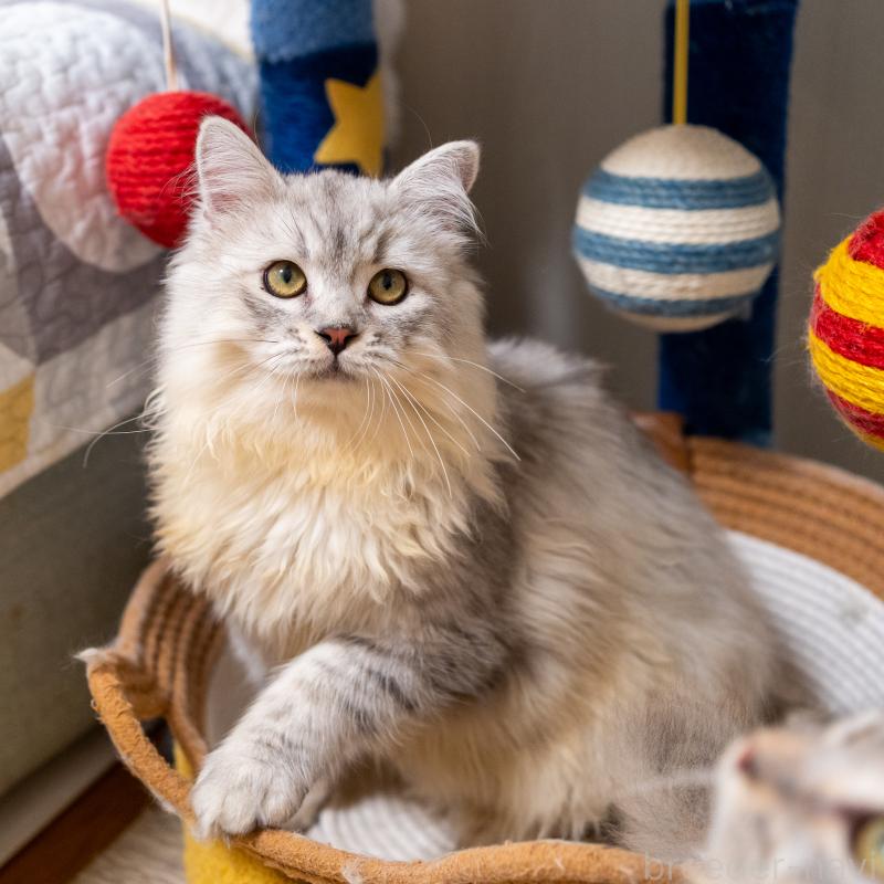 販売中の大阪府のサイベリアン-124718の3枚目