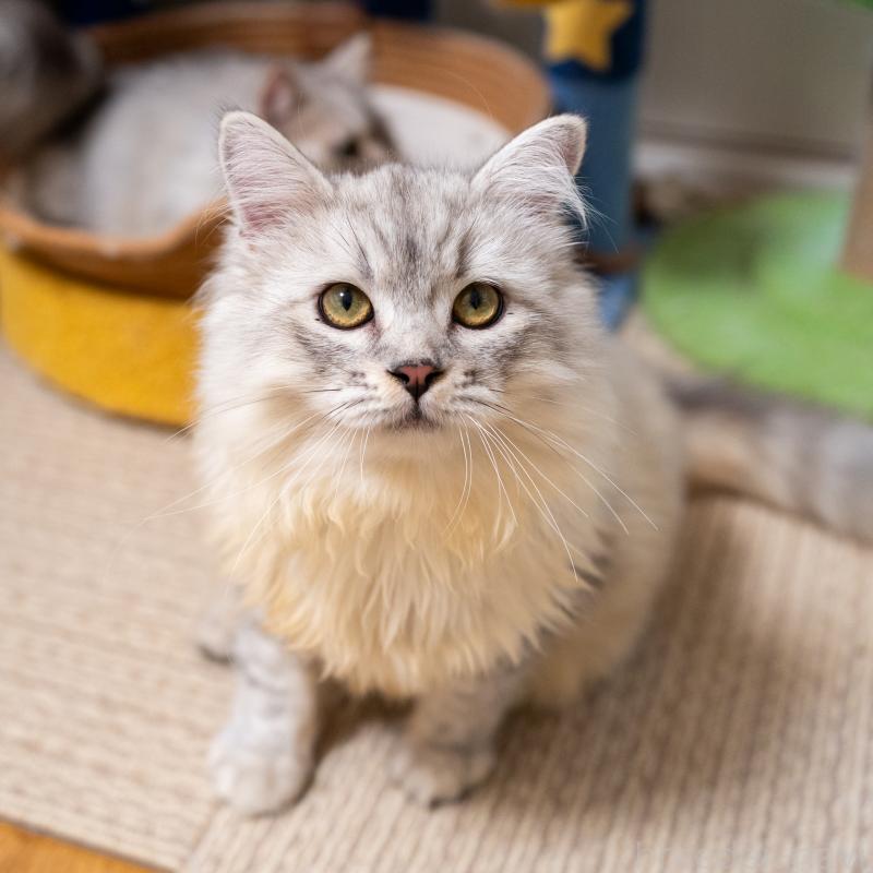 販売中の大阪府のサイベリアン-124718の2枚目