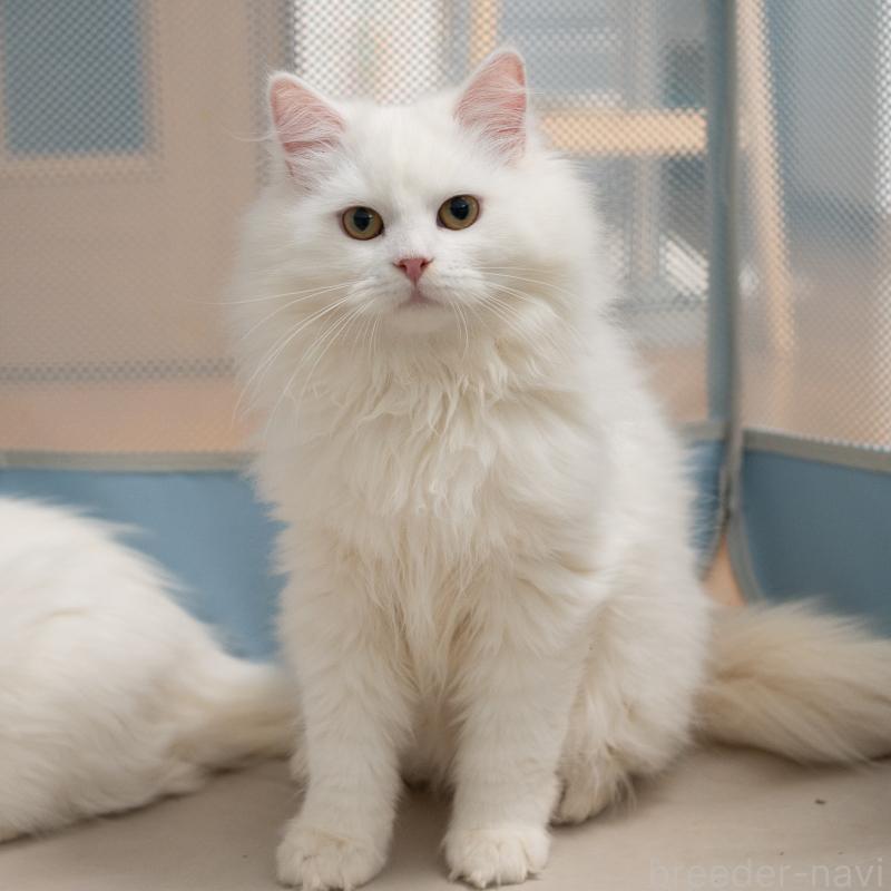 販売中の大阪府のサイベリアン-131673の10枚目