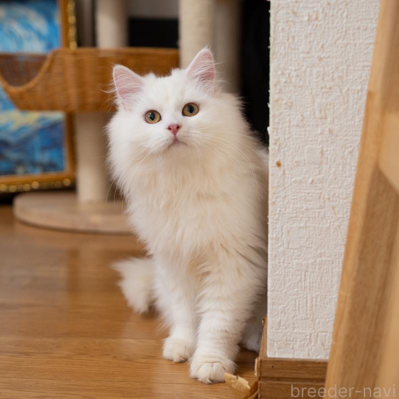 販売中の大阪府のサイベリアン-131673の8枚目