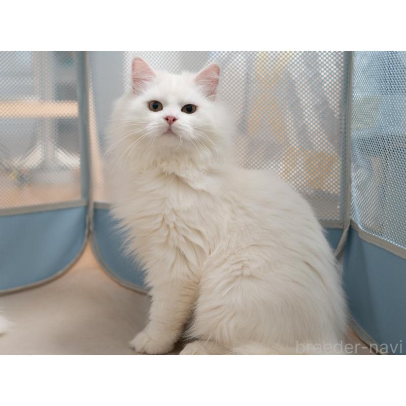 販売中の大阪府のサイベリアン-131673の6枚目