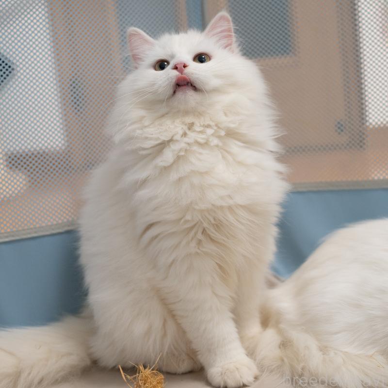 販売中の大阪府のサイベリアン-131673の5枚目