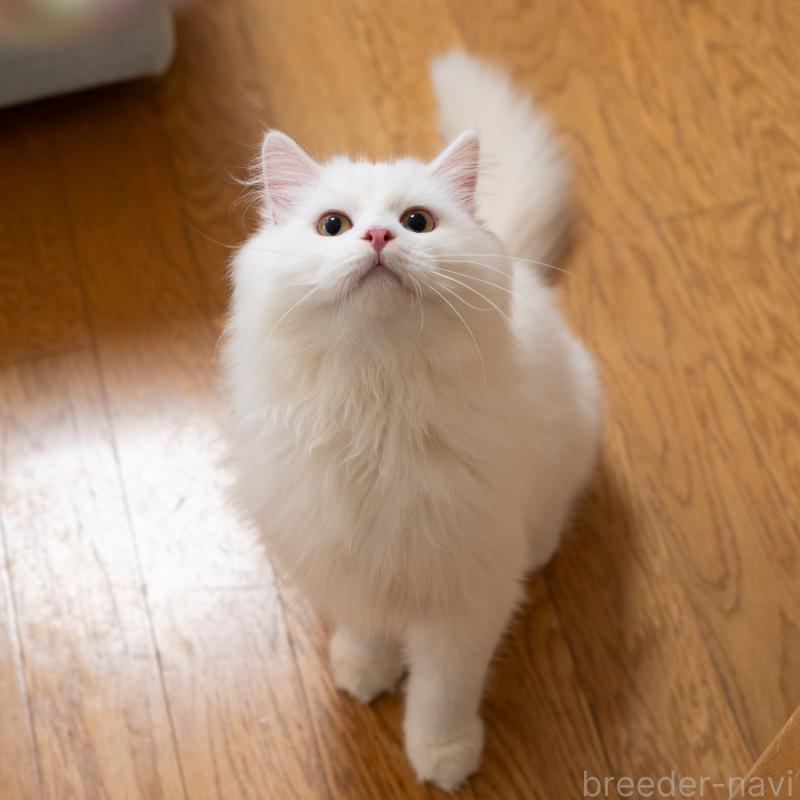 販売中の大阪府のサイベリアン-131673の4枚目