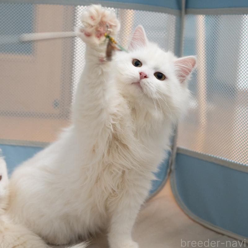 販売中の大阪府のサイベリアン-131673の3枚目