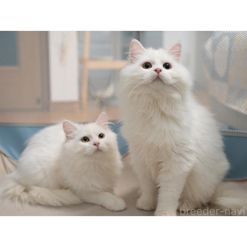 販売中の大阪府のサイベリアン-131673の2枚目