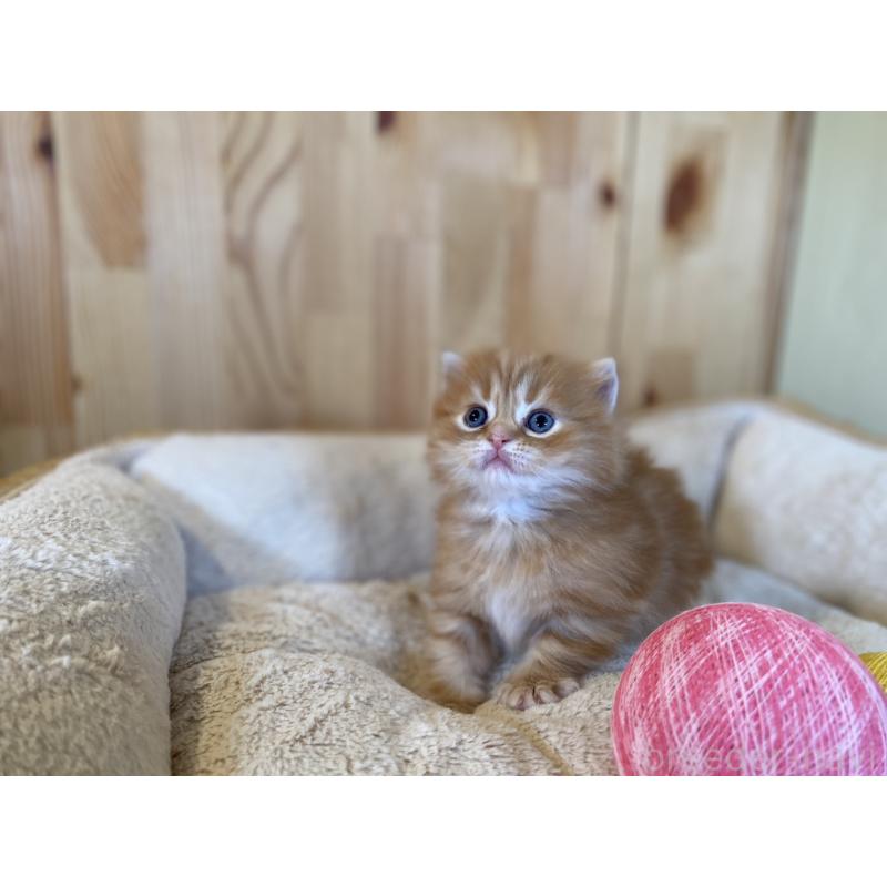 販売中の長野県のマンチカン(短足)-133345の12枚目