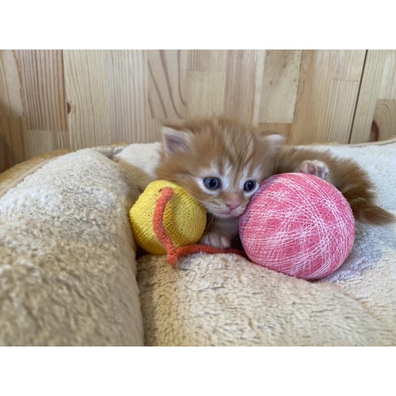 販売中の長野県のマンチカン(短足)-133345の11枚目