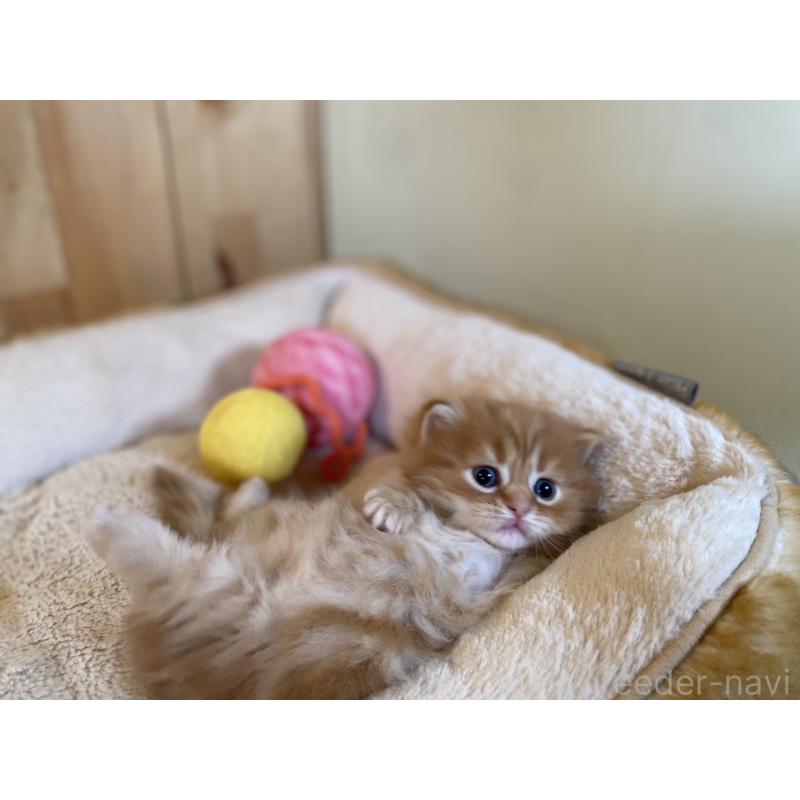 販売中の長野県のマンチカン(短足)-133345の10枚目