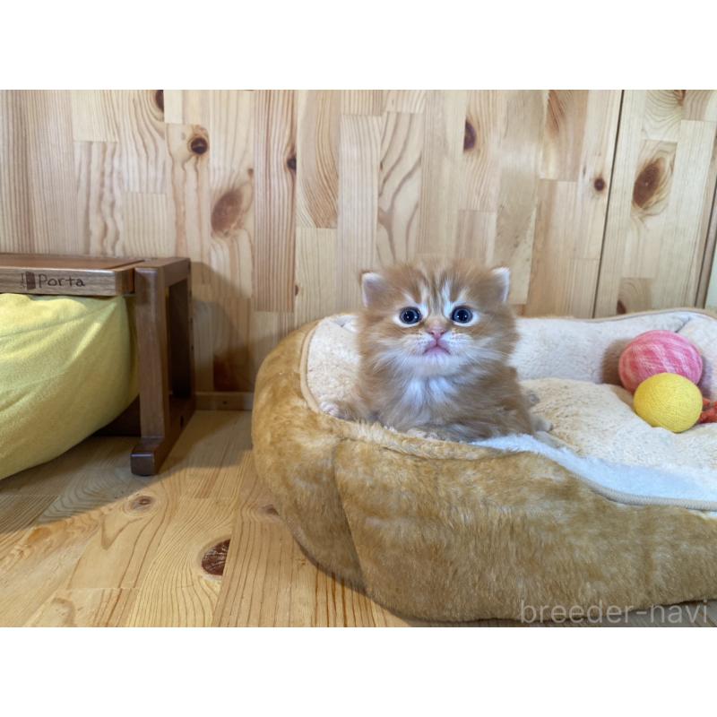 販売中の長野県のマンチカン(短足)-133345の9枚目