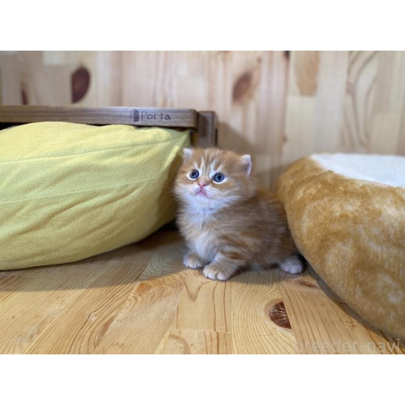 販売中の長野県のマンチカン(短足)-133345の7枚目