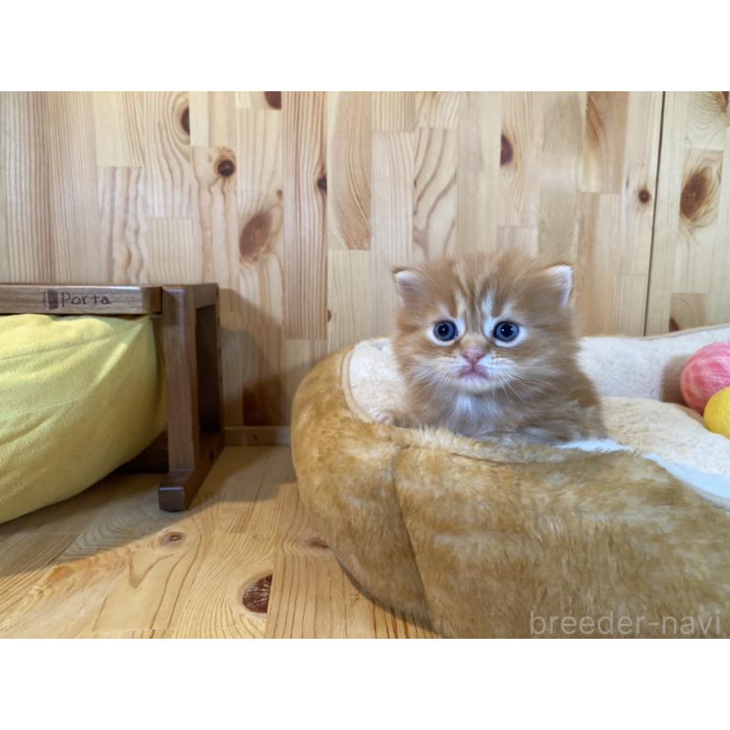 販売中の長野県のマンチカン(短足)-133345の6枚目