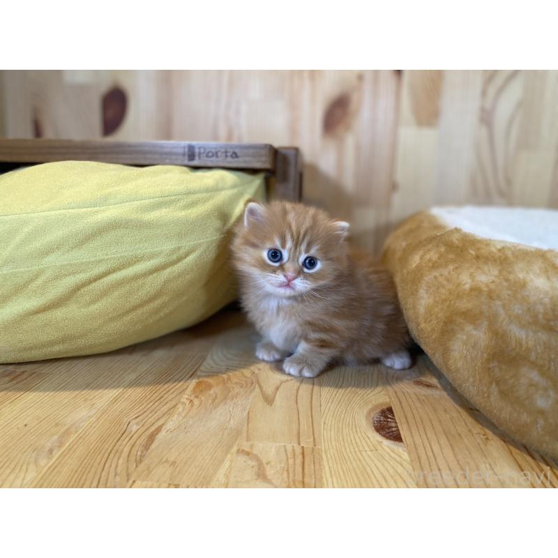 販売中の長野県のマンチカン(短足)-133345の5枚目