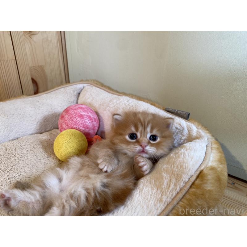 販売中の長野県のマンチカン(短足)-133345の4枚目