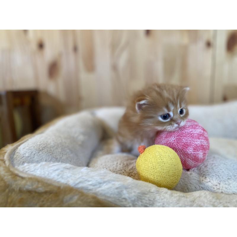 販売中の長野県のマンチカン(短足)-133345の3枚目