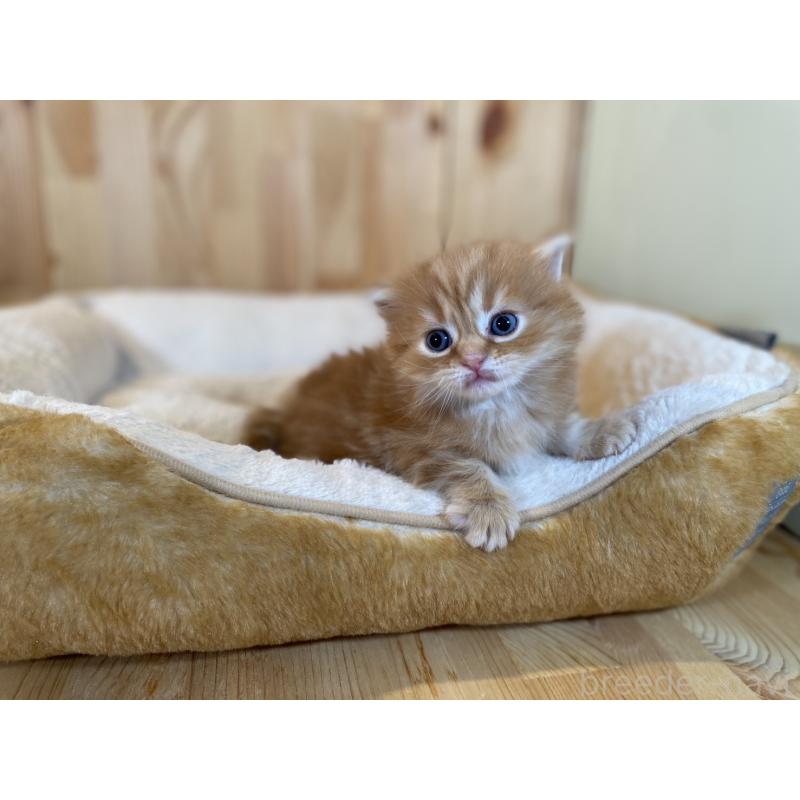 販売中の長野県のマンチカン(短足)-133345の2枚目