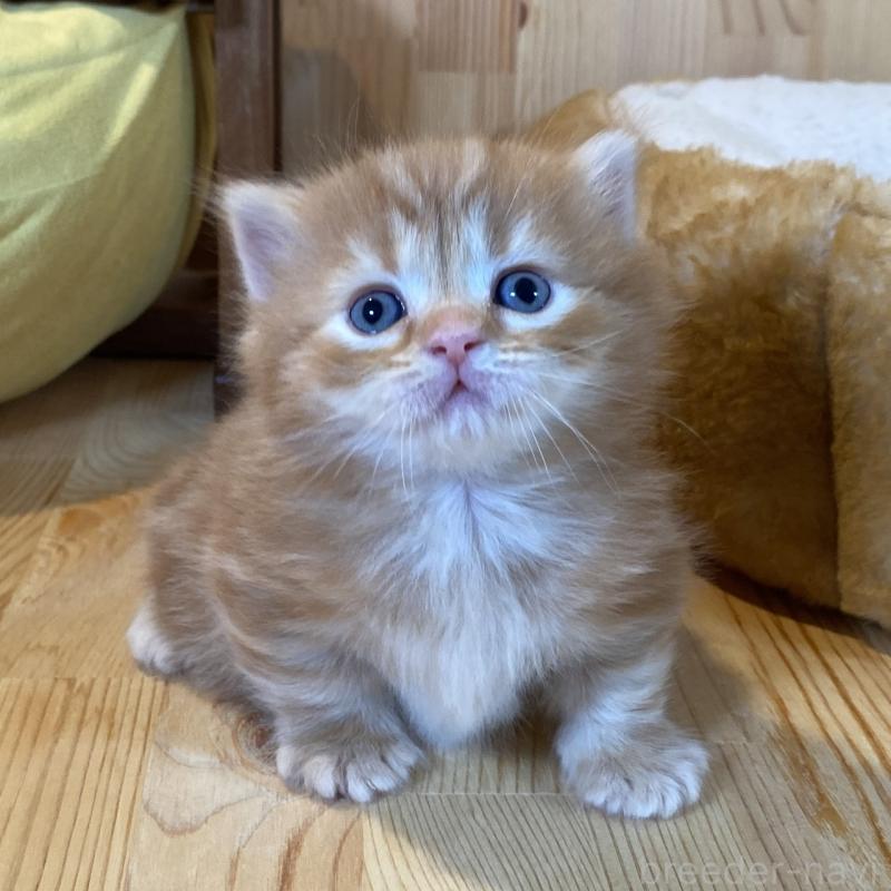 販売中の長野県のマンチカン(短足)-133346の1枚目