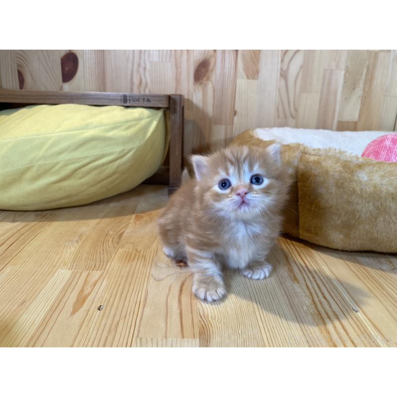 販売中の長野県のマンチカン(短足)-133346の7枚目