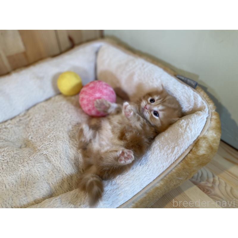 販売中の長野県のマンチカン(短足)-133346の6枚目