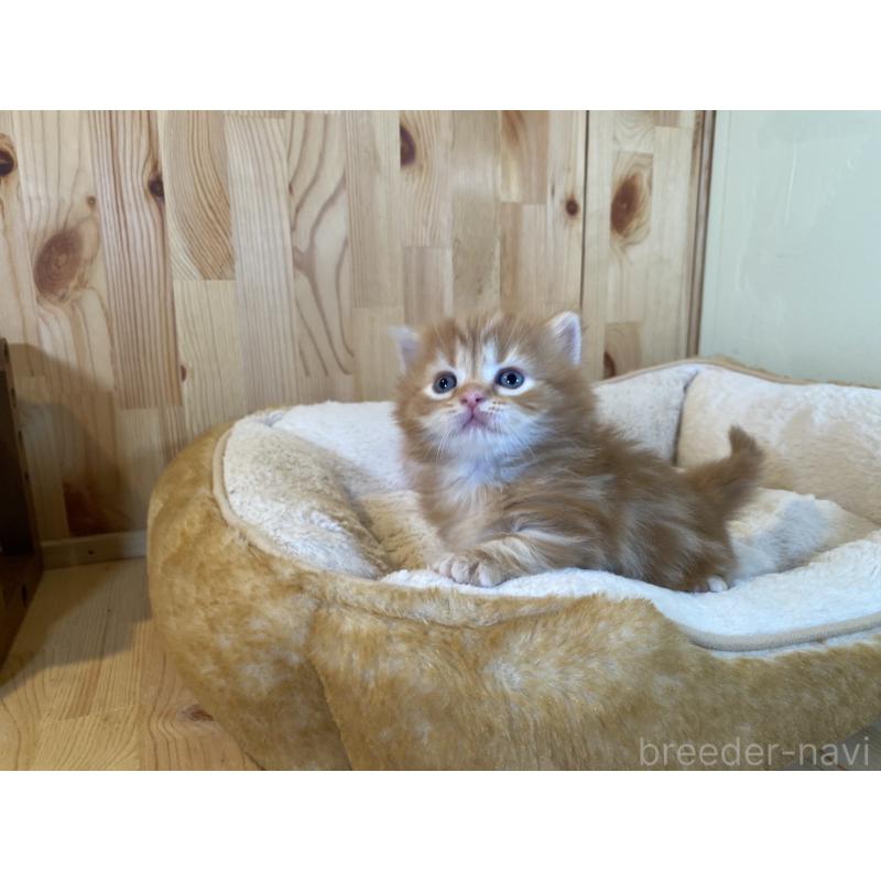 販売中の長野県のマンチカン(短足)-133346の5枚目