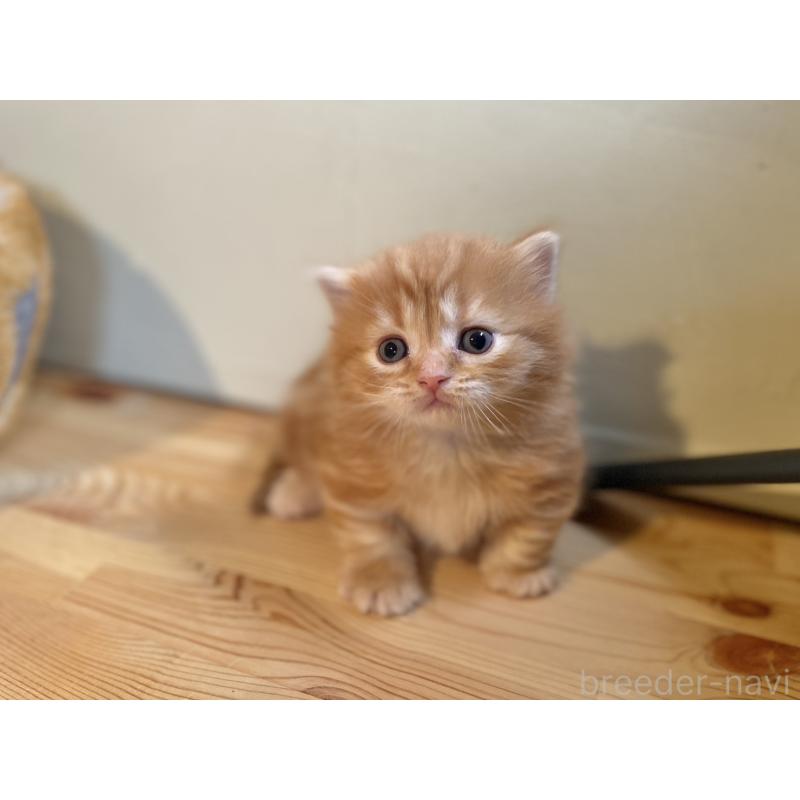 販売中の長野県のマンチカン(短足)-133346の4枚目