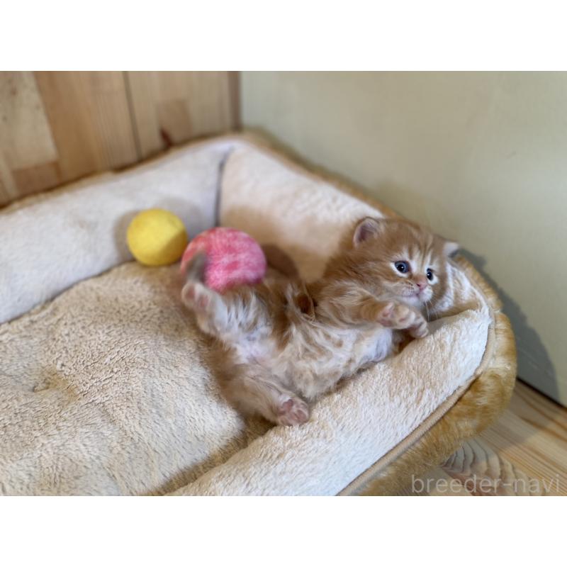 販売中の長野県のマンチカン(短足)-133346の3枚目