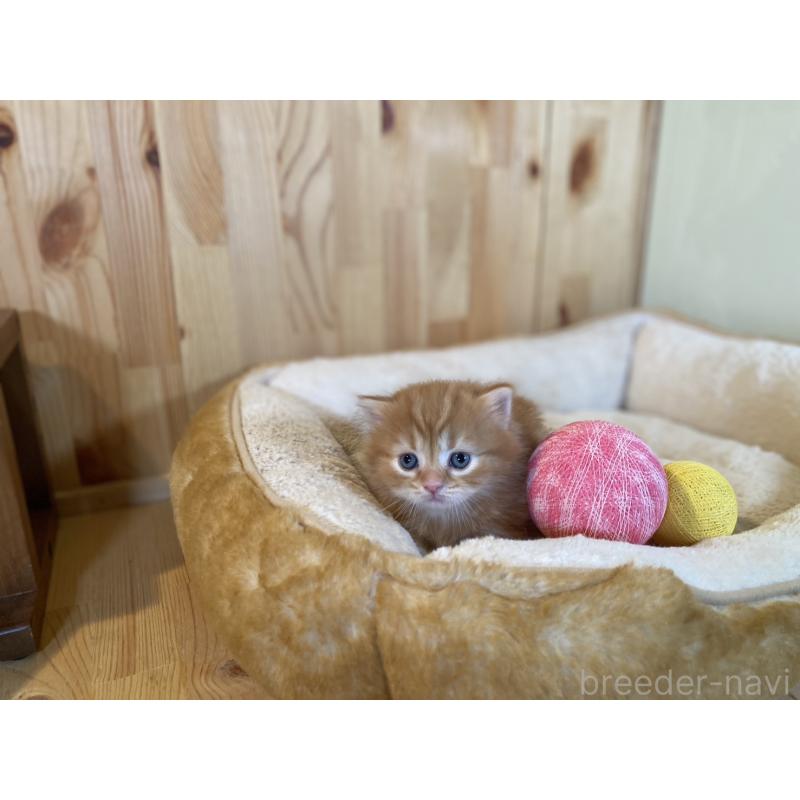 販売中の長野県のマンチカン(短足)-133346の2枚目