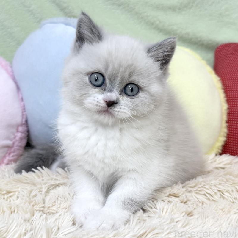 販売中の大阪府のブリティッシュショートヘア-131898