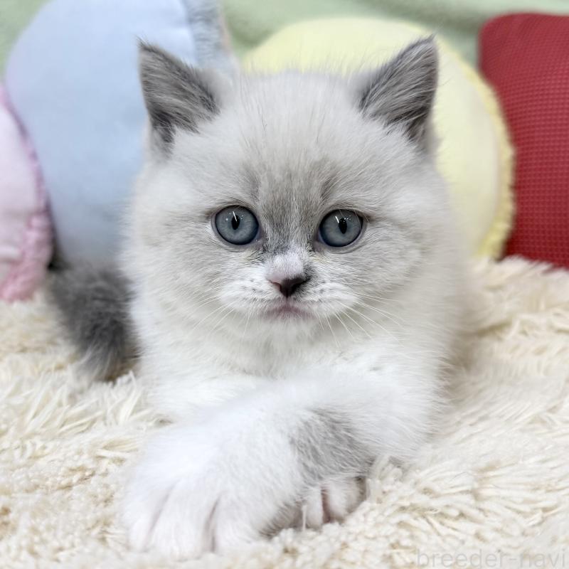 成約済の大阪府のブリティッシュショートヘア-131898の6枚目