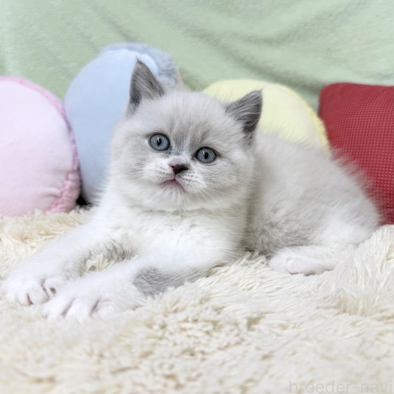 成約済の大阪府のブリティッシュショートヘア-131898の5枚目