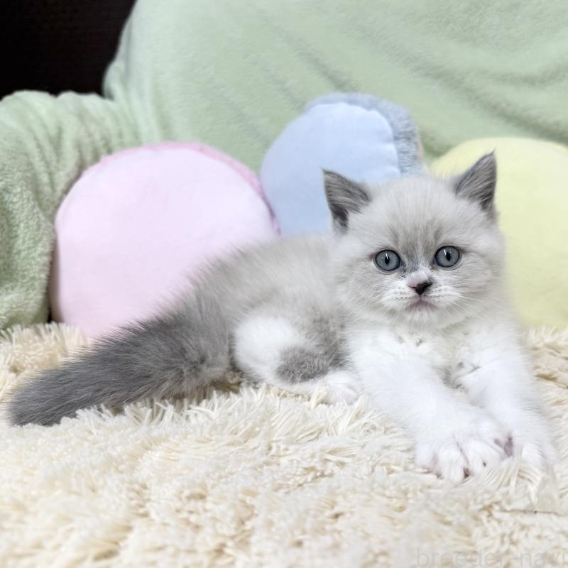 成約済の大阪府のブリティッシュショートヘア-131898の4枚目