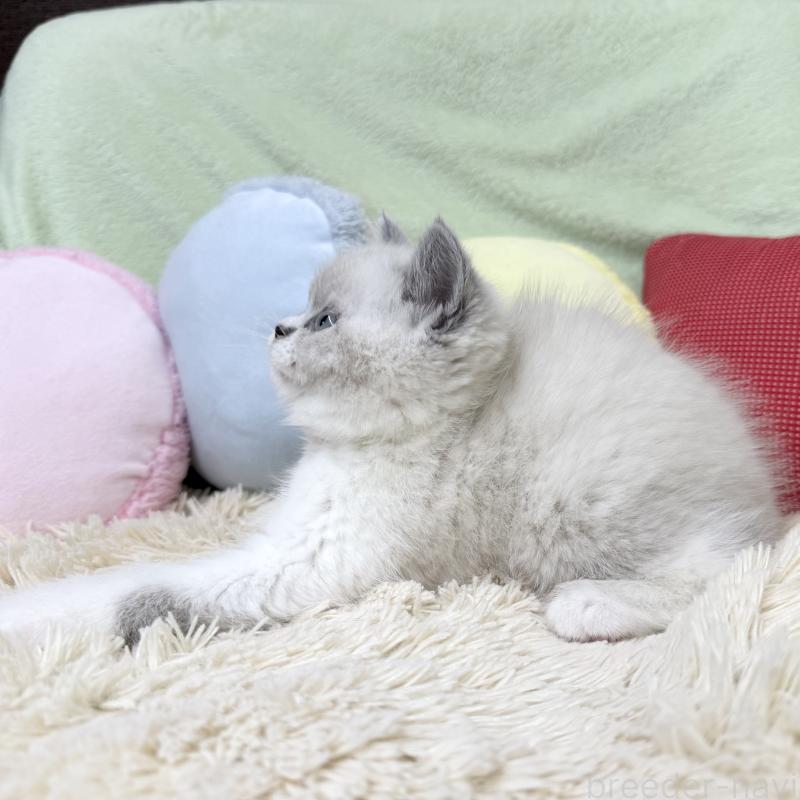 成約済の大阪府のブリティッシュショートヘア-131898の3枚目