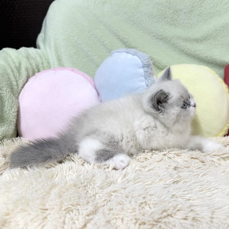 成約済の大阪府のブリティッシュショートヘア-131898の2枚目