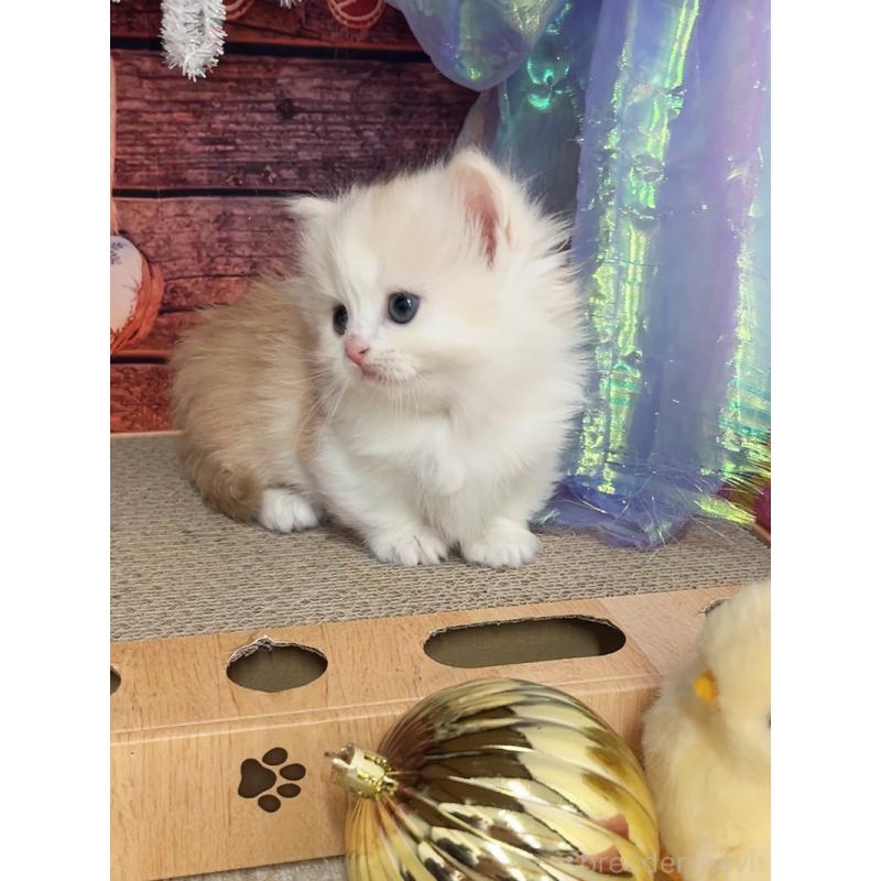 販売中の千葉県のマンチカン(短足)-133348の9枚目