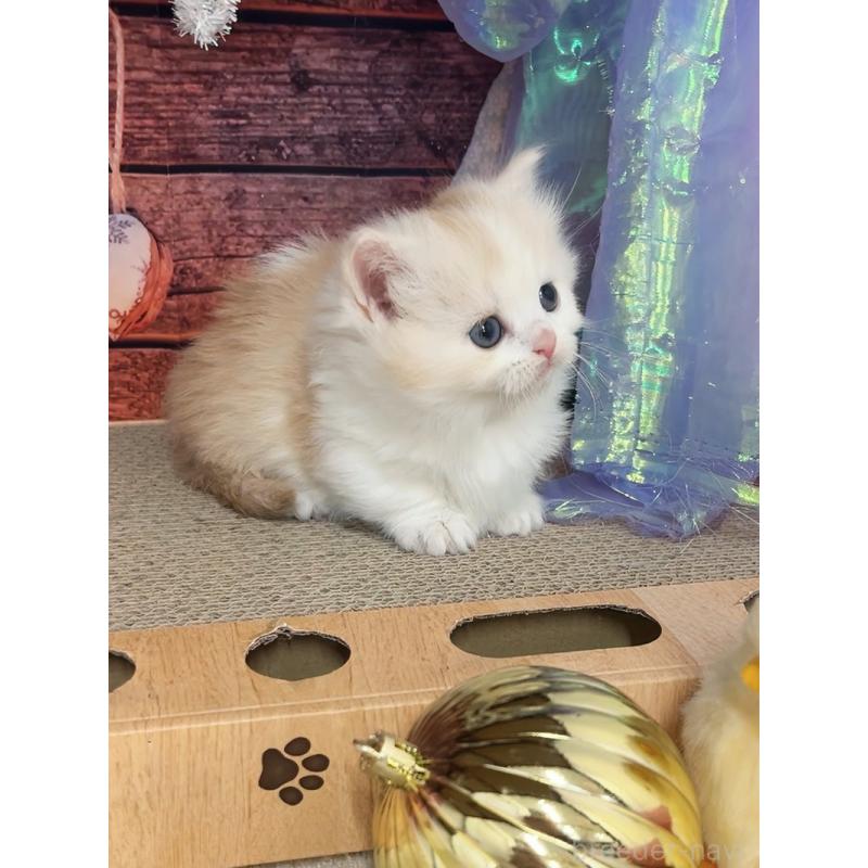 販売中の千葉県のマンチカン(短足)-133348の6枚目