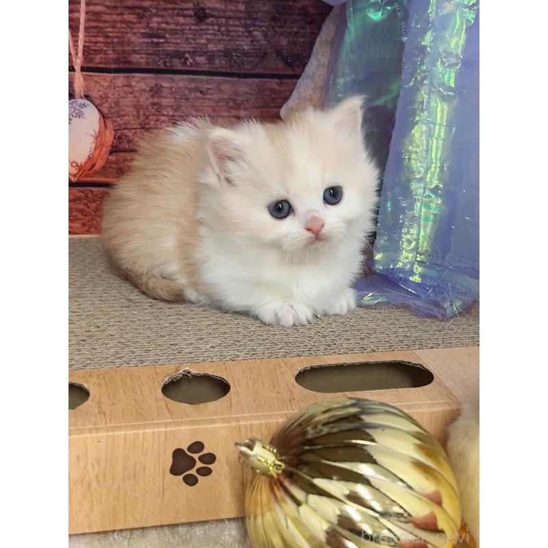 販売中の千葉県のマンチカン(短足)-133348の3枚目