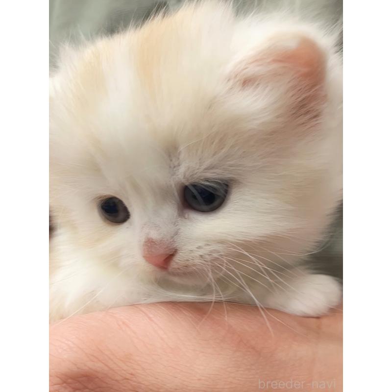 販売中の千葉県のマンチカン(短足)-133348の2枚目