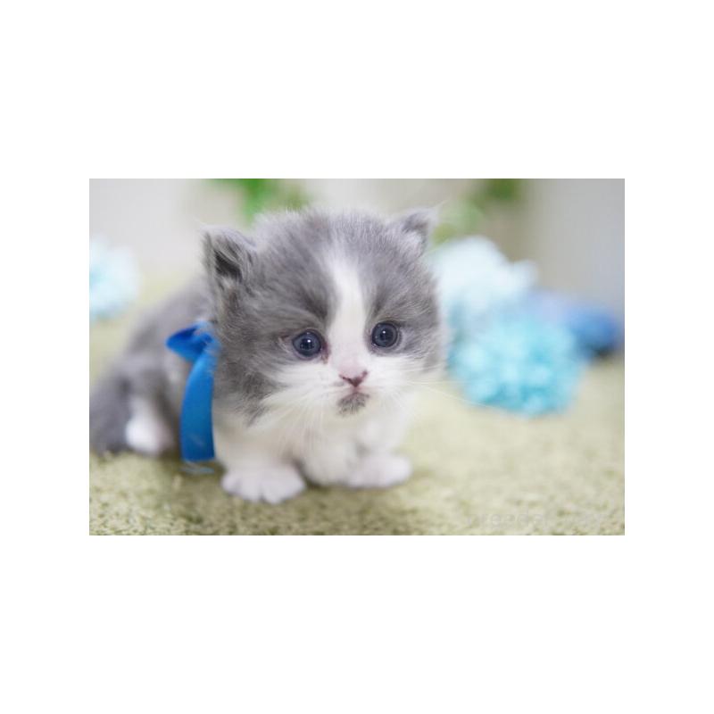 販売中の神奈川県のミヌエット(短足)-133354の5枚目