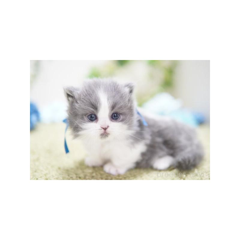 販売中の神奈川県のミヌエット(短足)-133354の4枚目