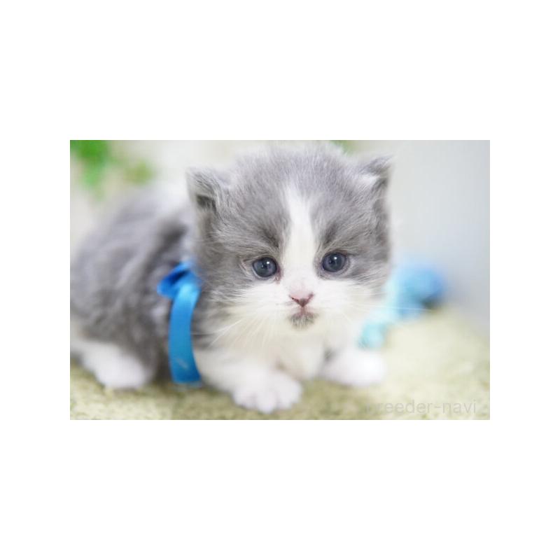 販売中の神奈川県のミヌエット(短足)-133354の3枚目