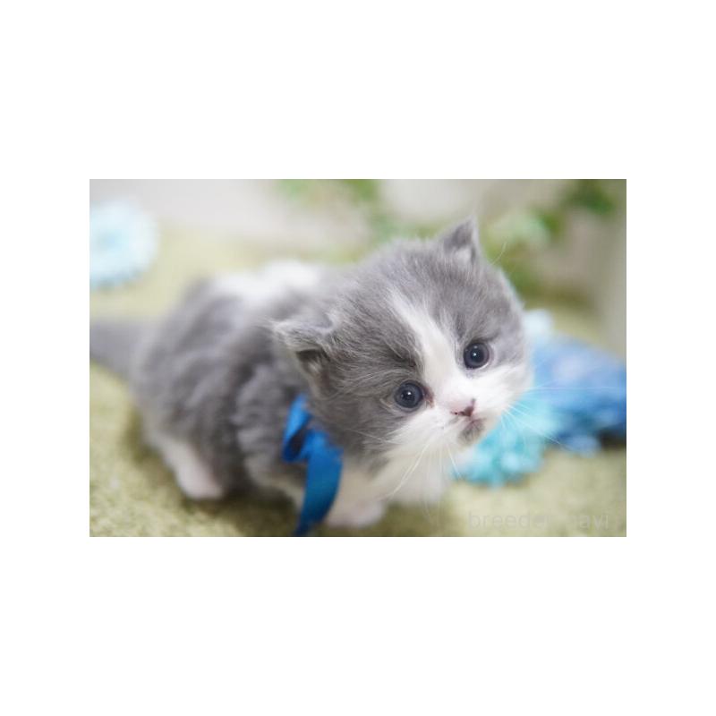 販売中の神奈川県のミヌエット(短足)-133354の2枚目