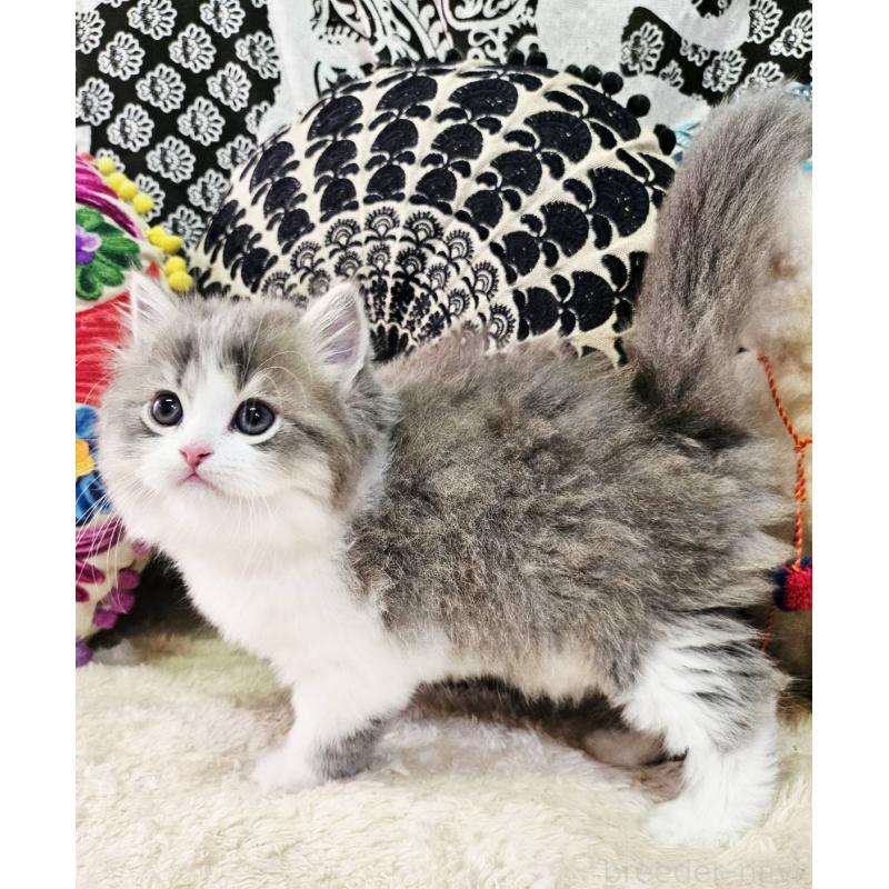 販売中の大阪府のマンチカン-133355の5枚目