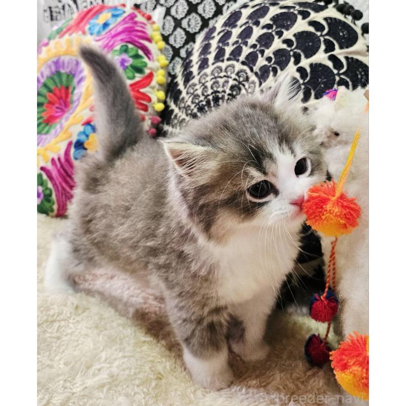 販売中の大阪府のマンチカン-133355の4枚目