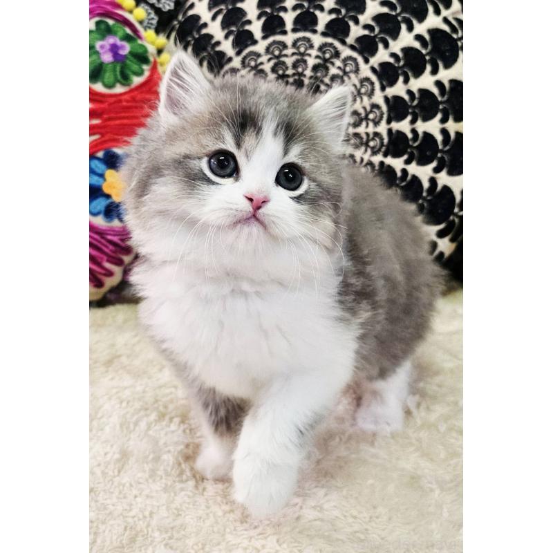 販売中の大阪府のマンチカン-133355の3枚目