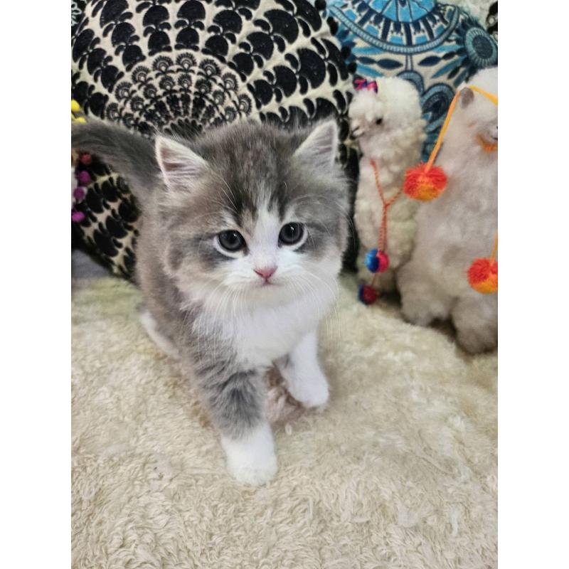 販売中の大阪府のマンチカン-133355の2枚目